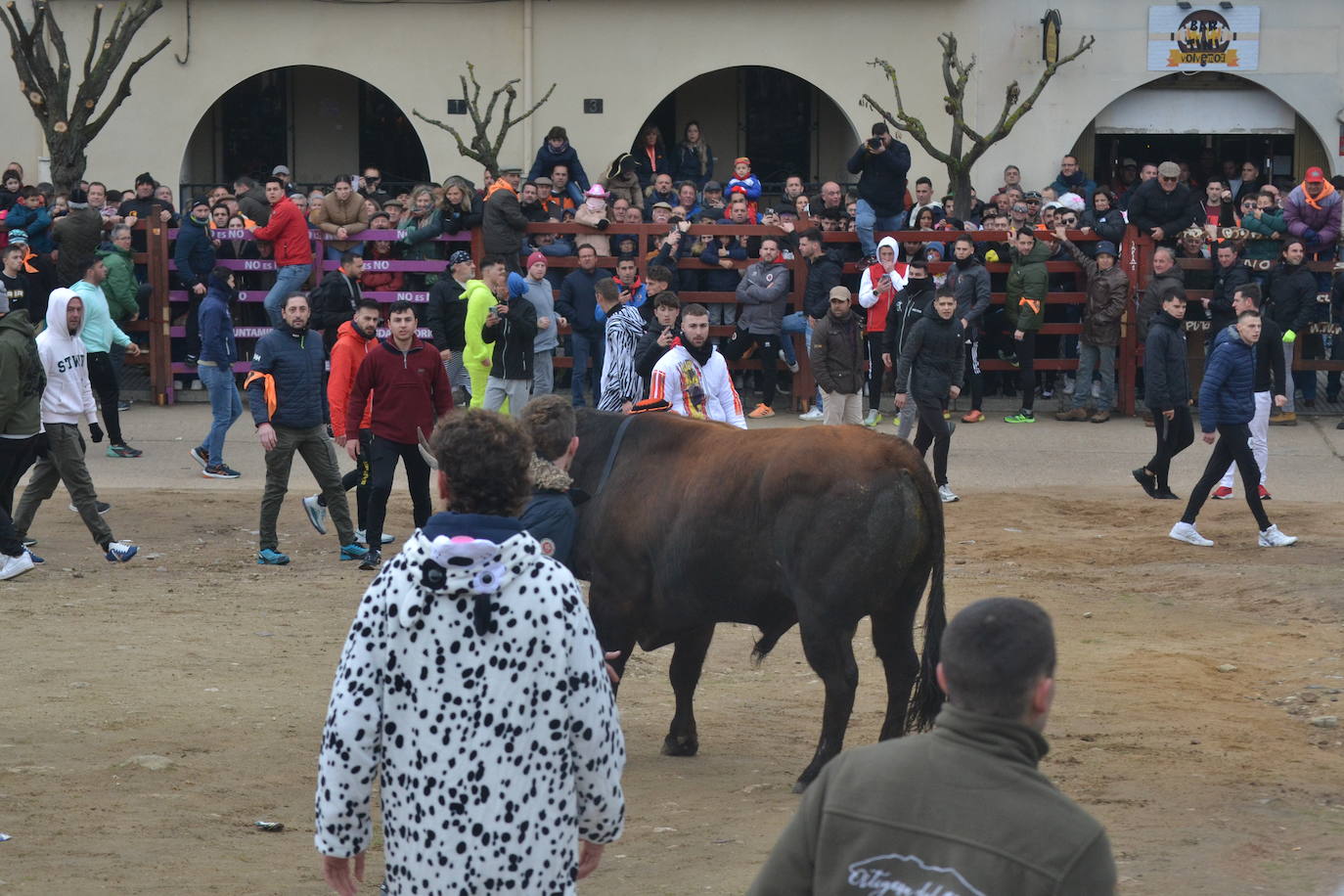 “Potrosillo” abre el Carnaval del Toro con un multitudinario festejo