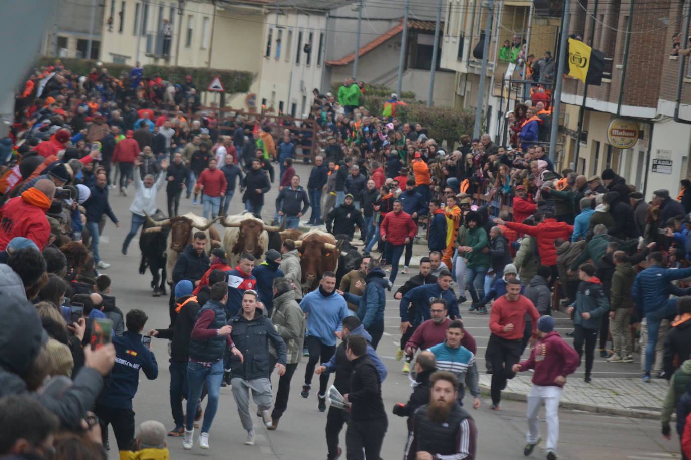 El primer encierro del Carnaval del Toro se salda con un corredor herido