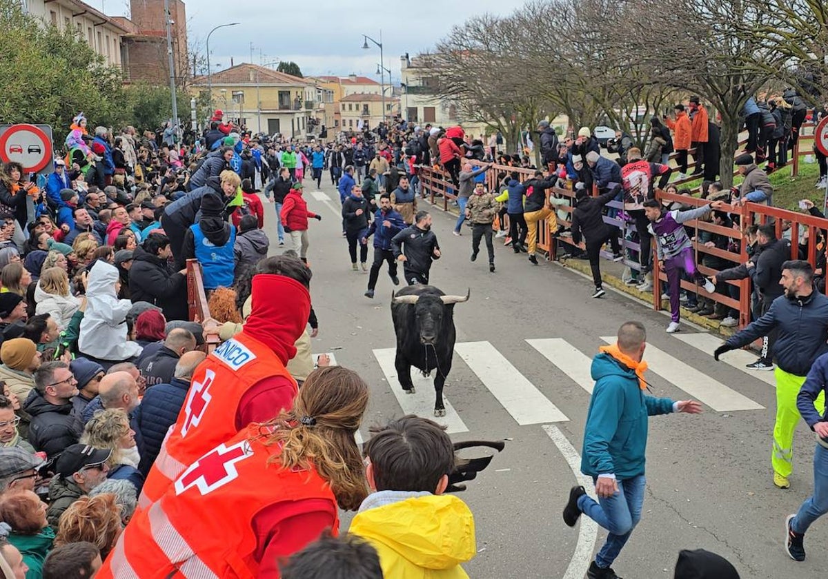 El primer encierro del Carnaval del Toro se salda con un corredor herido