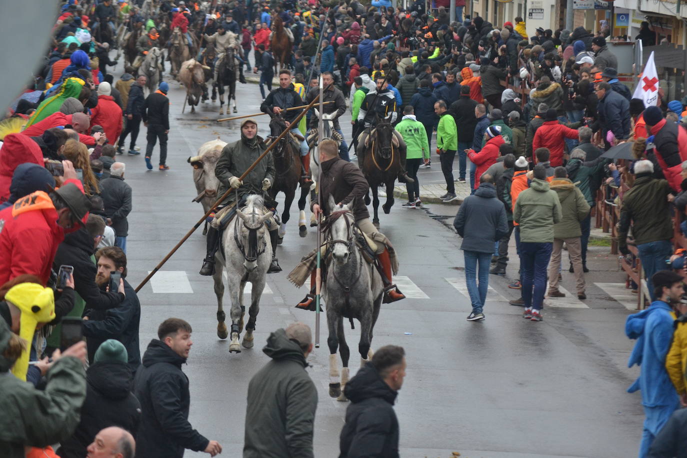 Tumultuoso encierro a caballo en el Carnaval del Toro de Ciudad Rodrigo