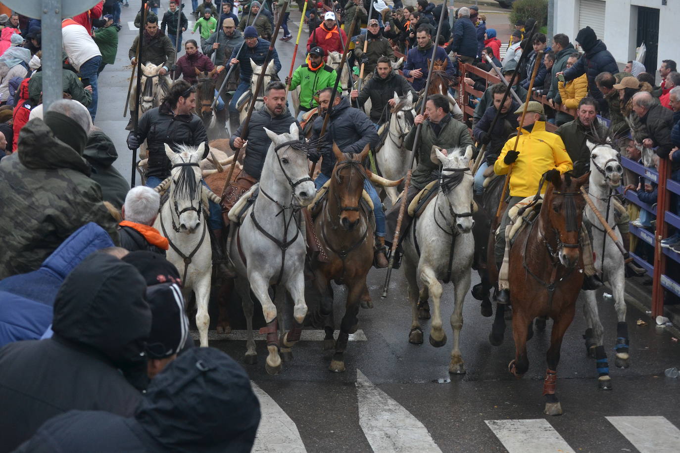 Tumultuoso encierro a caballo en el Carnaval del Toro de Ciudad Rodrigo