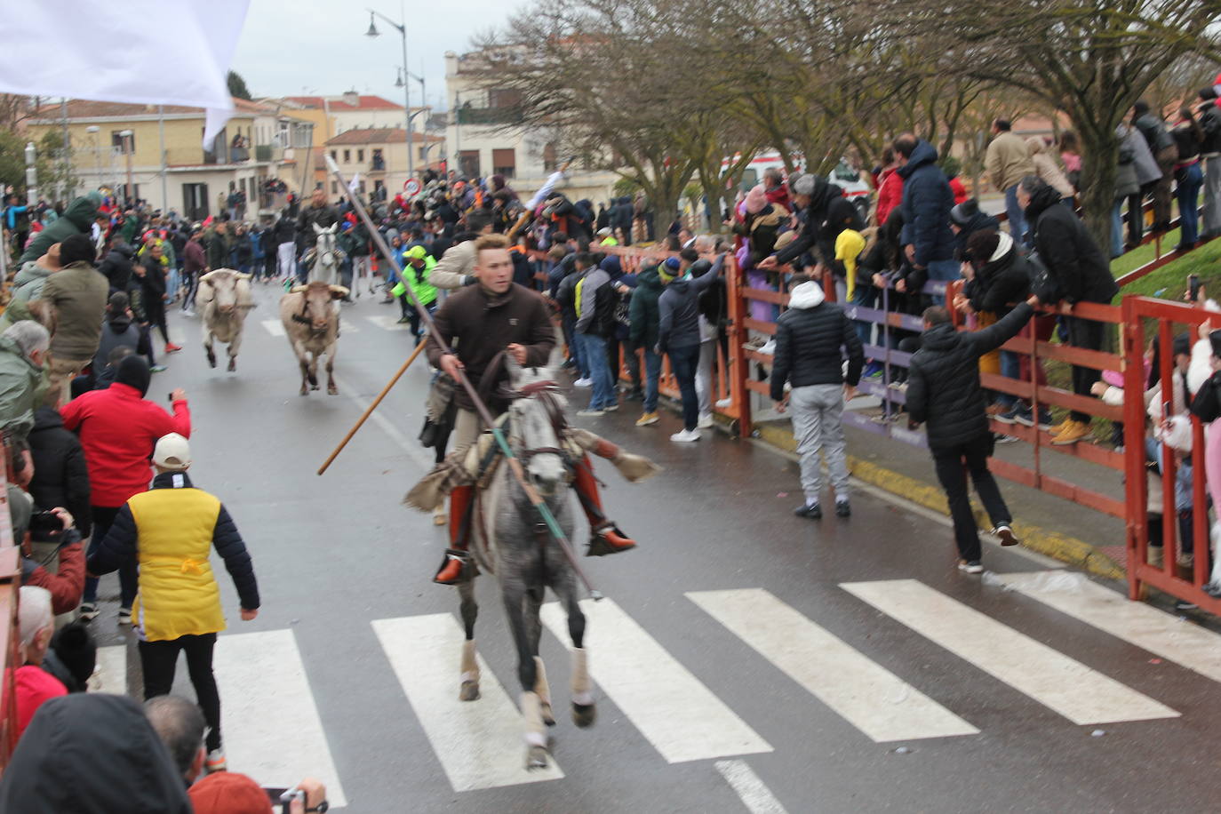 Tumultuoso encierro a caballo en el Carnaval del Toro de Ciudad Rodrigo