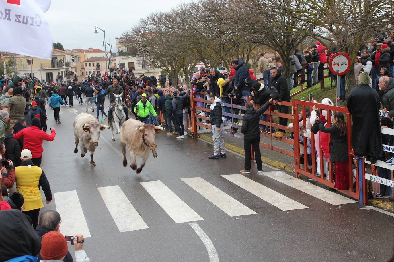 Tumultuoso encierro a caballo en el Carnaval del Toro de Ciudad Rodrigo