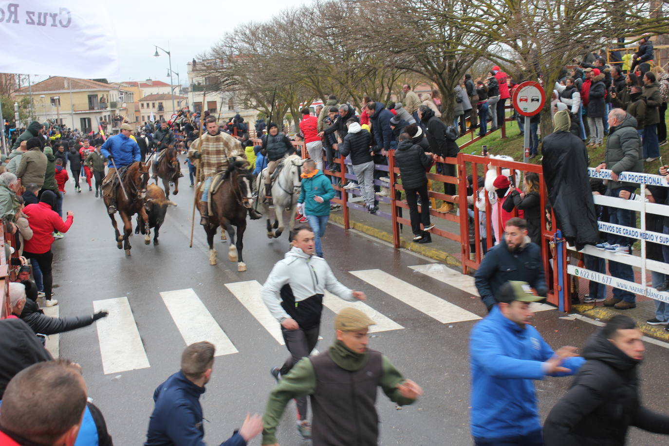 Tumultuoso encierro a caballo en el Carnaval del Toro de Ciudad Rodrigo