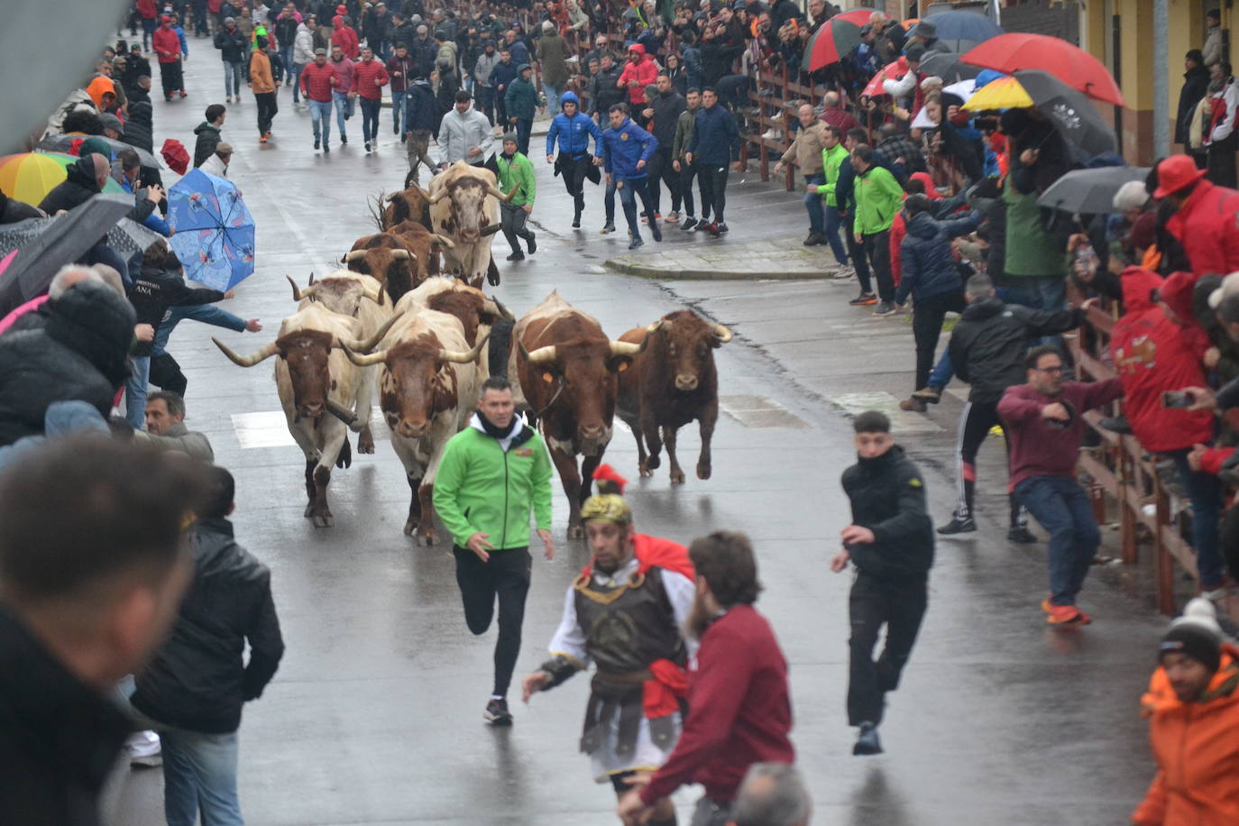 La lluvia no desluce el rápido encierro del lunes en el Carnaval del Toro