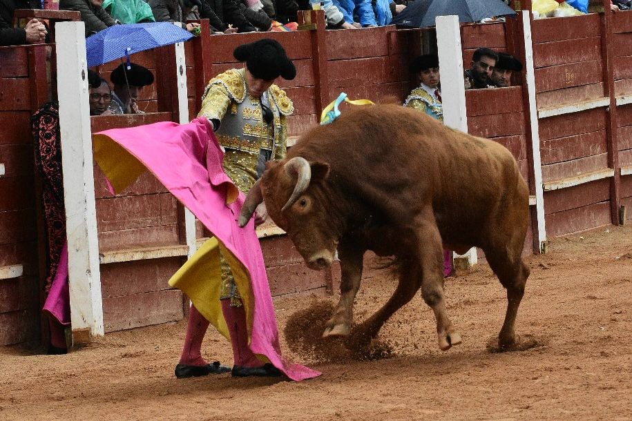 La novillada con picadores del Carnaval del Toro, en imágenes