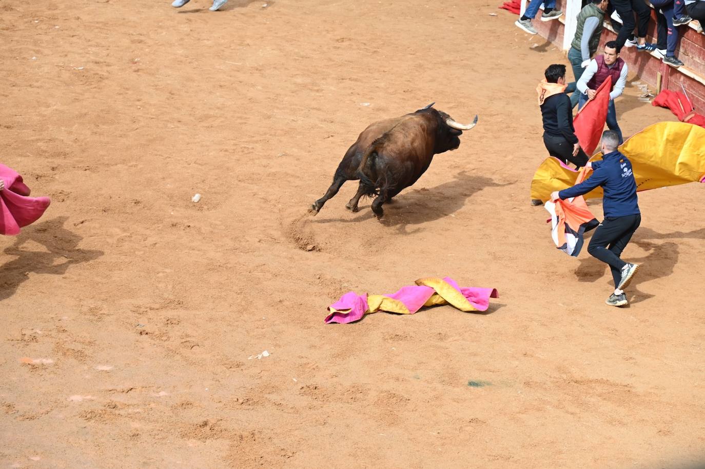 Tres heridos de gravedad en la capea matinal del Carnaval del Toro