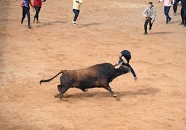 El toro en el momento de la cogida a uno de los recortadores