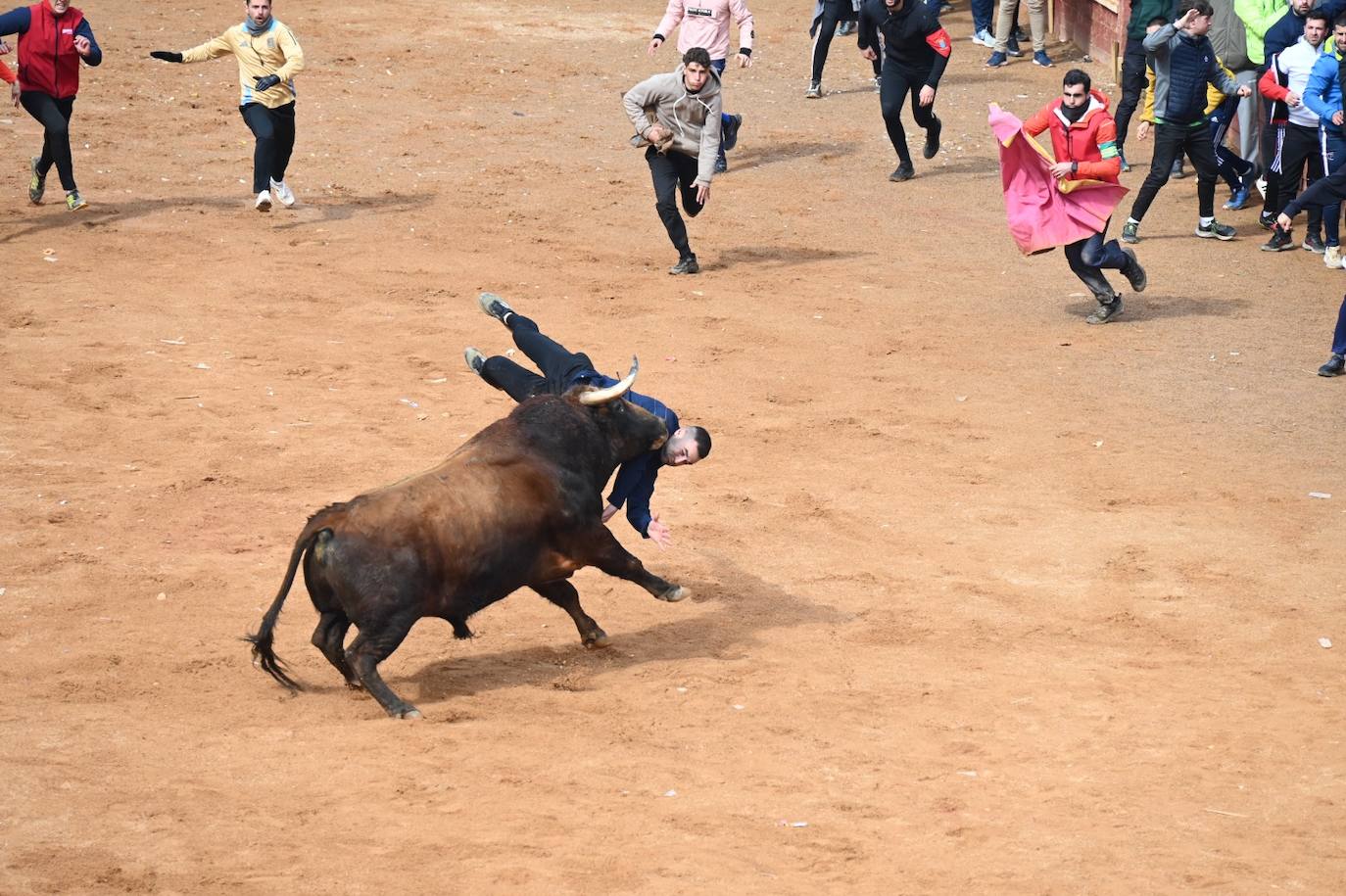 Tres heridos de gravedad en la capea matinal del Carnaval del Toro