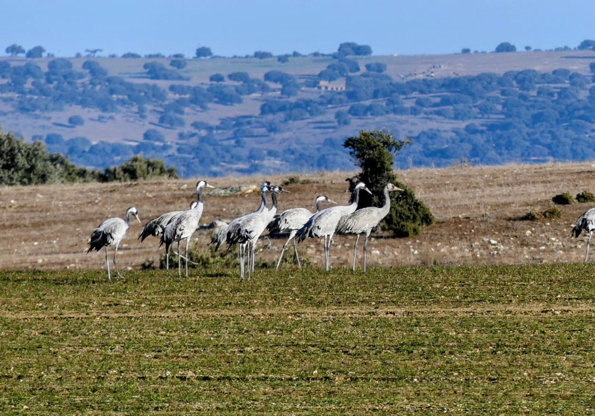 Grullas de vuelta al azud de Riolobos.