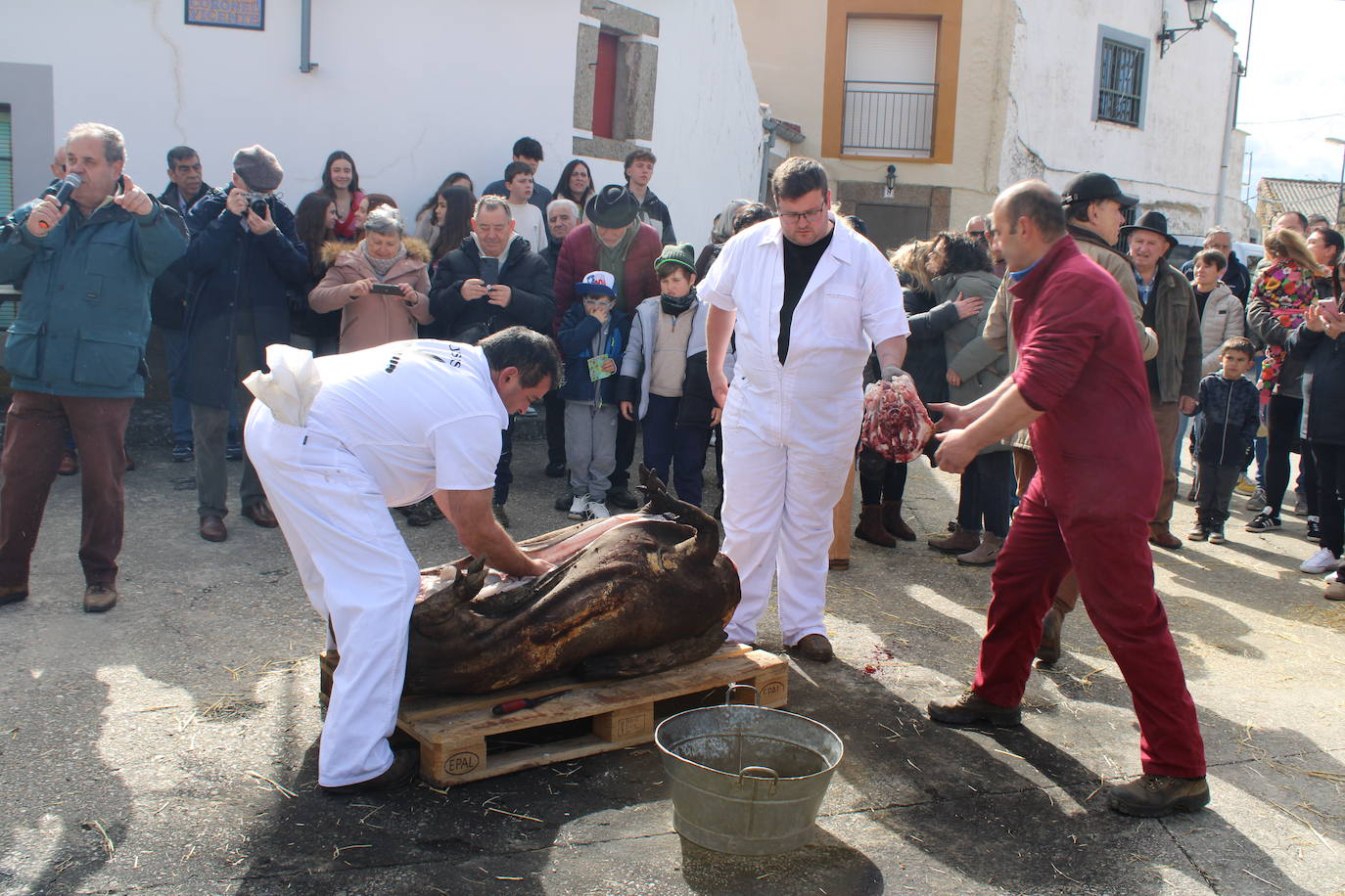 La matanza de Gallegos de Solmirón crece año tras año