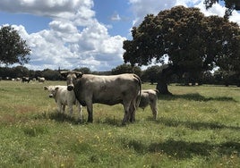 Ganado vacuno pastando en el campo en una explotación de Salamanca