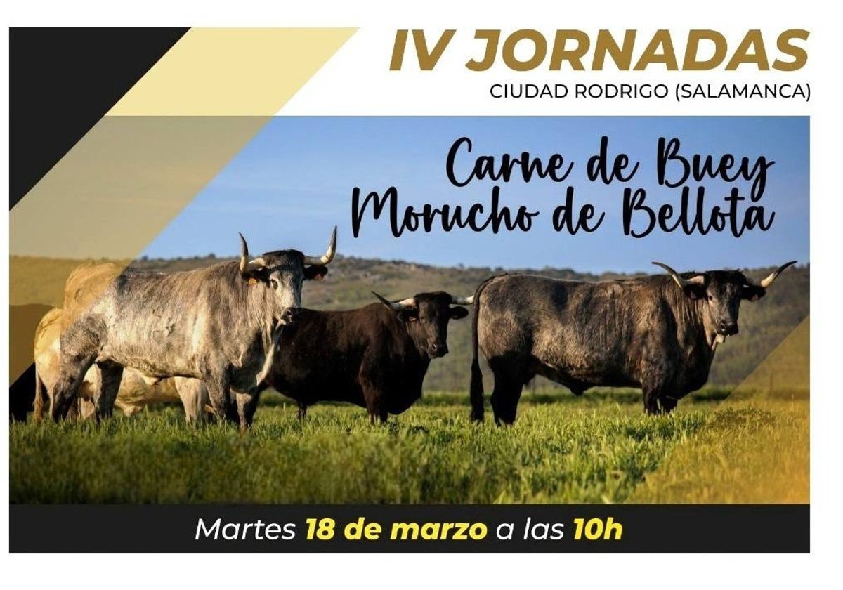 Cartel de las IV Jornadas de Buey Morucho de Bellota que se celebrarán en Ciudad Rodrigo.