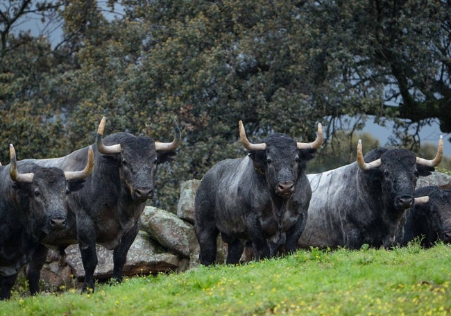 Imponente corrida de toros de Adolfo Martín para este domingo en Las Ventas.