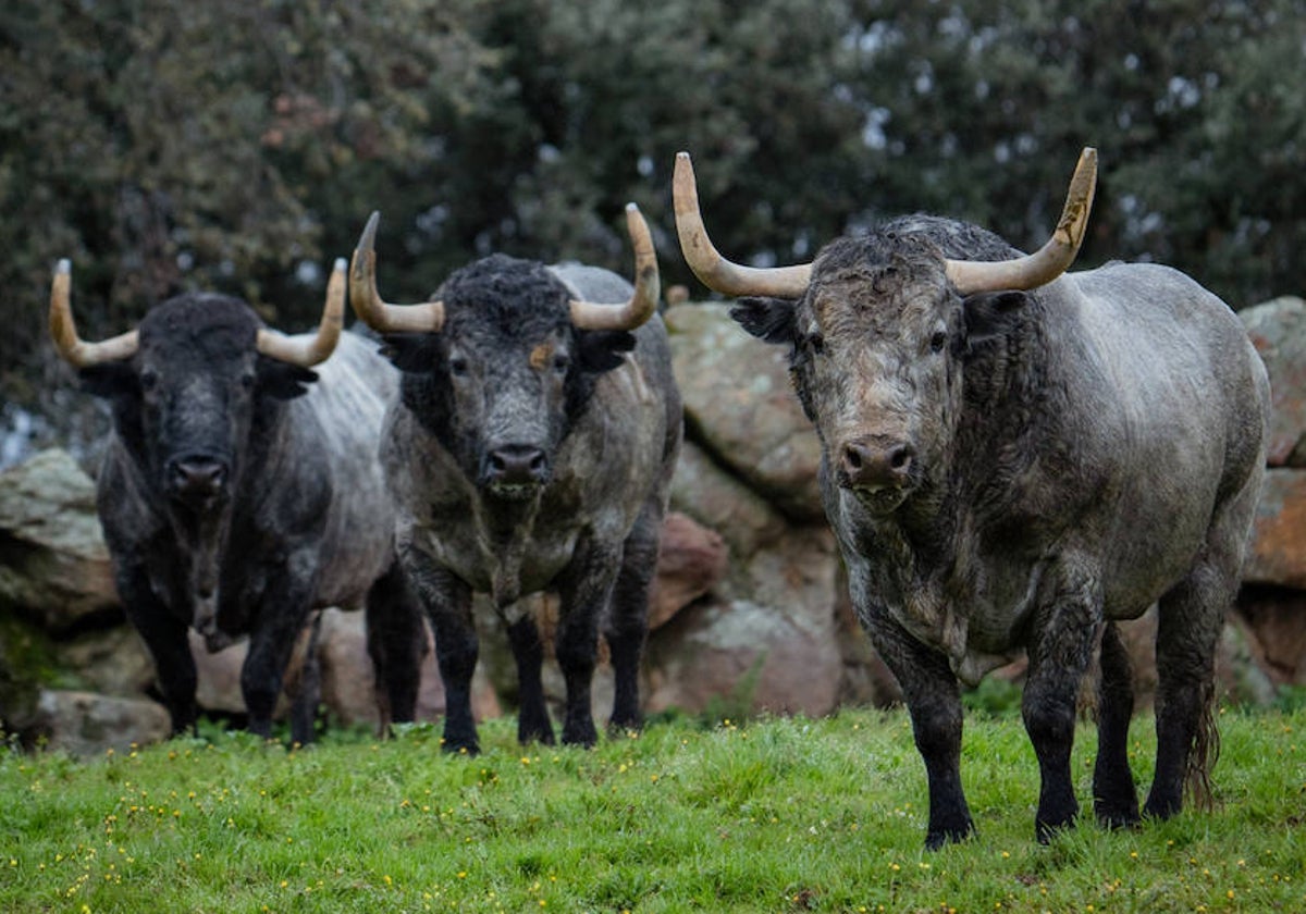 Toros de Adolfo Martín en la finca cacereña de Los Alijares.