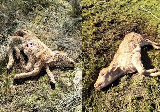 Terneros muertos tras el ataque de buitres en Salamanca.