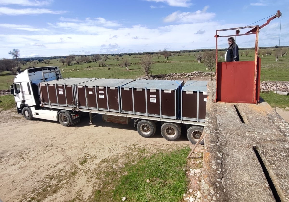 Imagen principal - Tres momentos del embarque de los toros salmantinos de Domingo Hernández en la finca de Juarros, con destino a Lima (Perú).