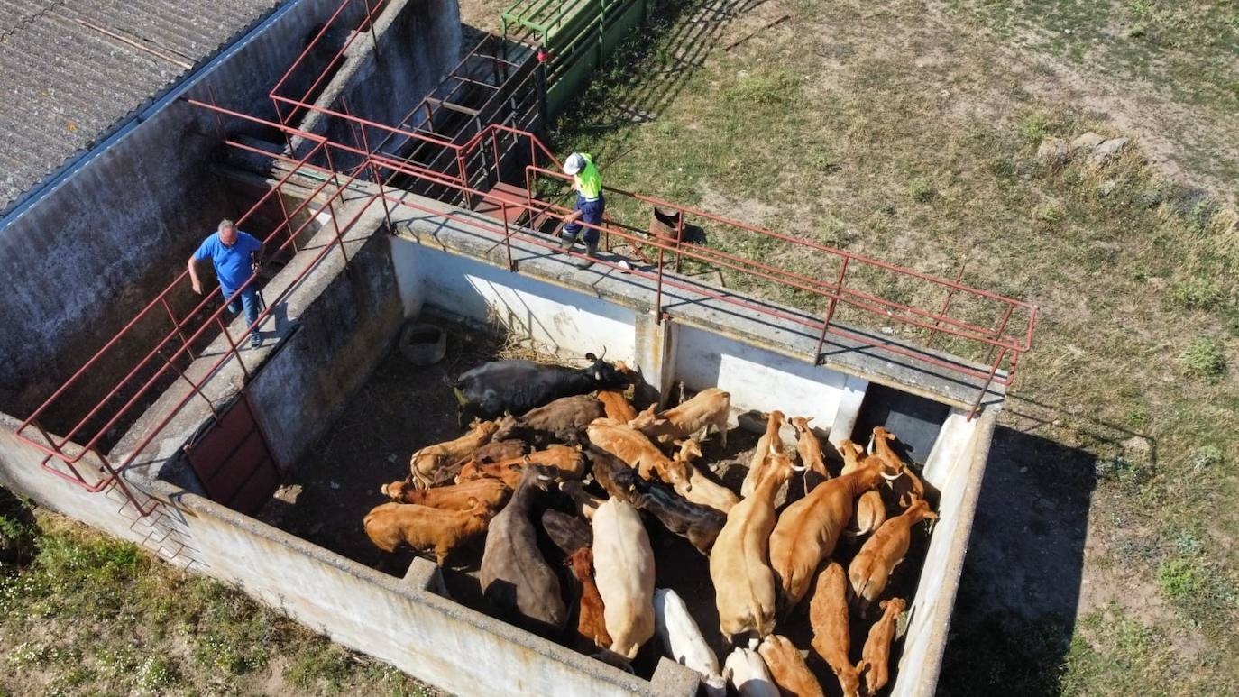 Un drone graba a las vacas encerradas en el embarcadero.