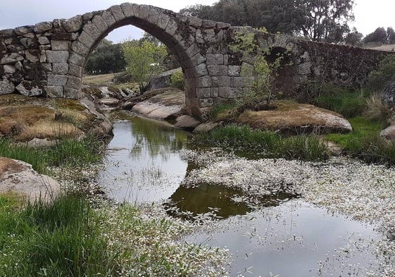 El puente, en mitad de la dehesa charra.