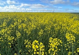 Parcela con colza en Salamanca.