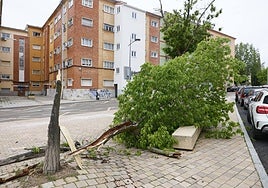 Árbol caído entre Gran Capitán y Emigdio de la Riva, este viernes.