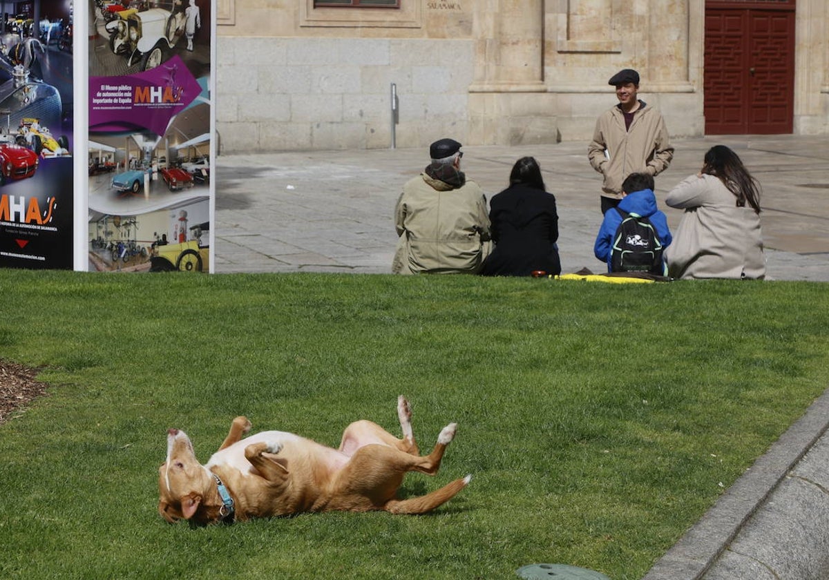 Curso de educación canina con paseos en grupo