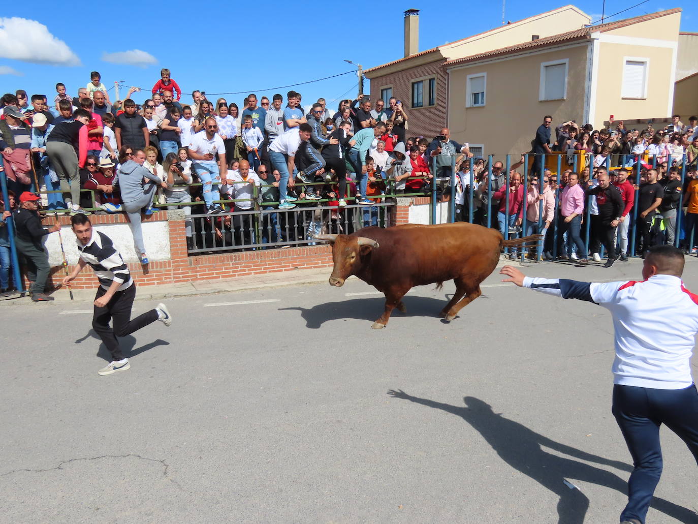 Apogeo taurino en Cantalapiedra