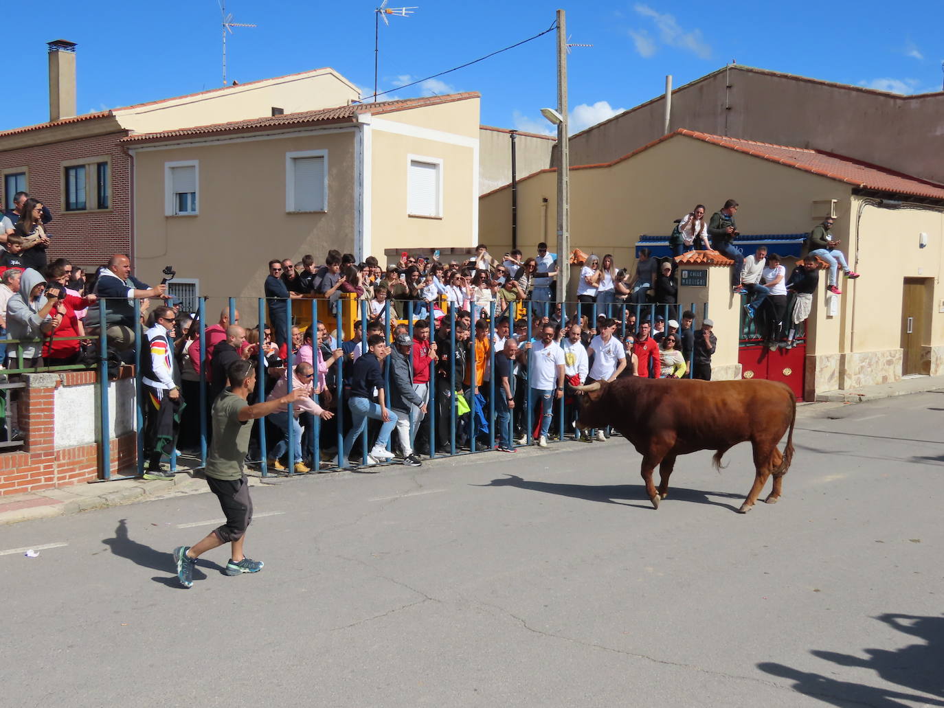 Apogeo taurino en Cantalapiedra
