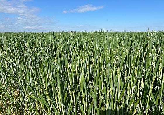 Parcela en la comarca de La Armuña.