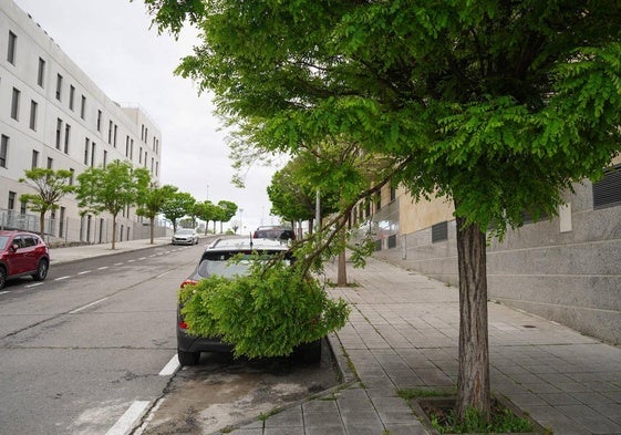 Un crimen vegetal