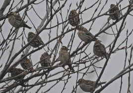 Gorriones chillones posados sobre las ramas de un árbol.