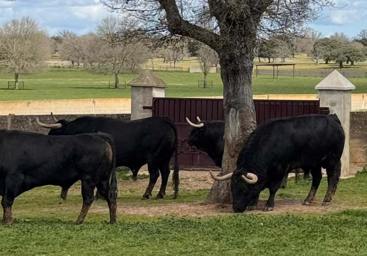 Concurso de ganaderías y figuras en una atractiva corrida de toros en Ávila