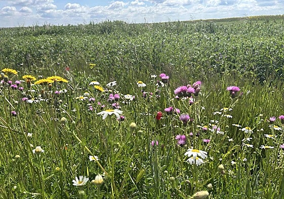 Temor en cereal por la aparición de malas hierbas y la imposibilidad de tratarlas por las lluvias.