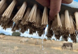 Explotación con cepillo para desinfectar.