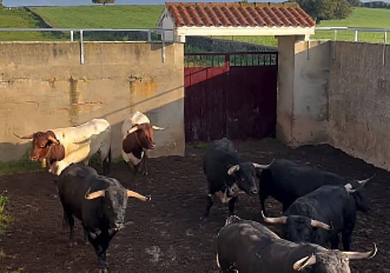 Imagen de los toros de José Enrique Fraile.