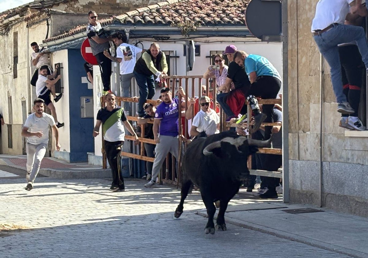 Fiesta de bravura en Cantalpino