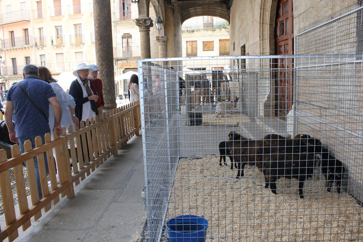 Ciudad Rodrigo se viste de sabor local y ganadería en la IV Feria del Farinato