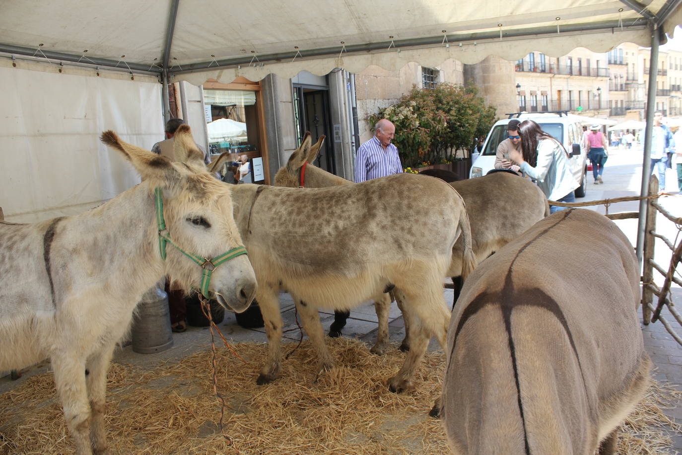 Ciudad Rodrigo se viste de sabor local y ganadería en la IV Feria del Farinato