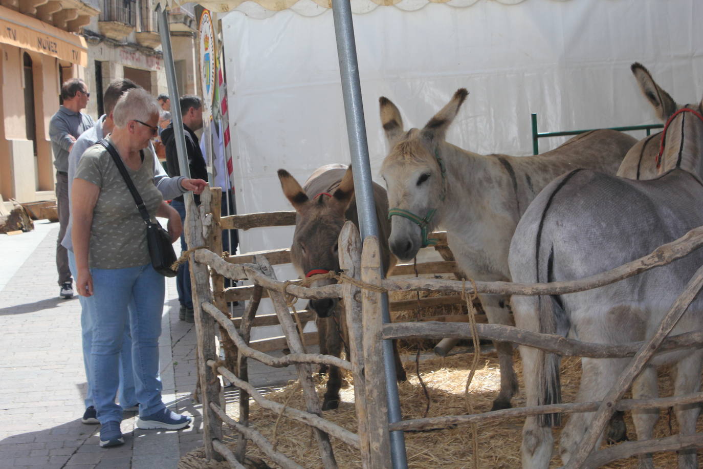 Ciudad Rodrigo se viste de sabor local y ganadería en la IV Feria del Farinato