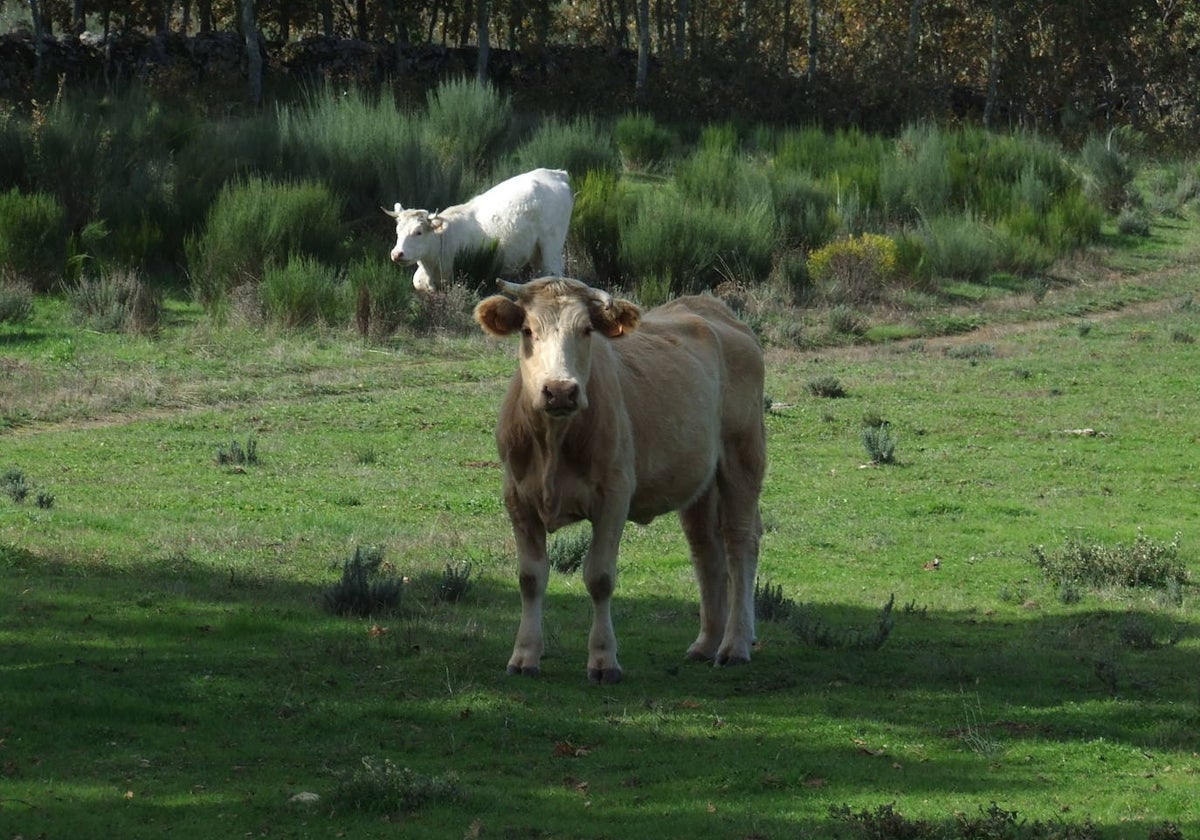 Vaca y ternero en explotación ganadera