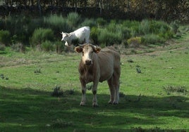 Vaca y ternero en explotación ganadera