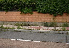 Una selva en Lamano Beneite