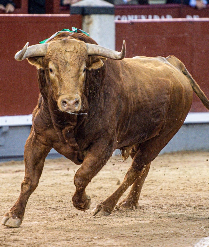Imagen secundaria 2 - Brigadier entra en la historia de la plaza de toros de Las Ventas