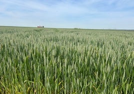 Parcela en Calzada de Valdunciel.