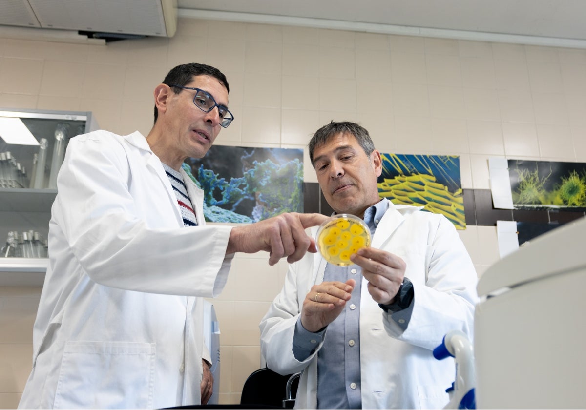 Convertir los residuos agrícolas y domésticos en productos de alto valor: el hallazgo de la Universidad