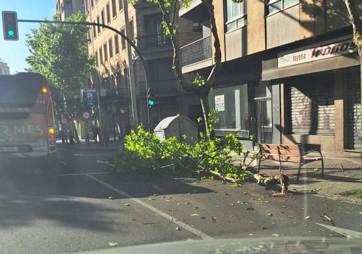 Un camión destroza un árbol en la avenida Mirat y se da a la fuga dejando ramas en la calzada