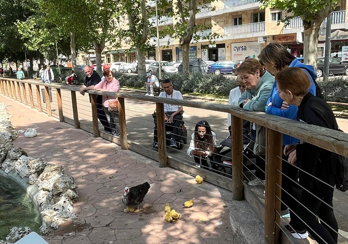 Los salmantinos observan a los nuevos patitos junto a su madre en el estanque.