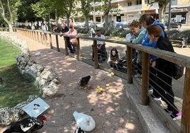 Los salmantinos observan a los nuevos patitos junto a su madre en el estanque.