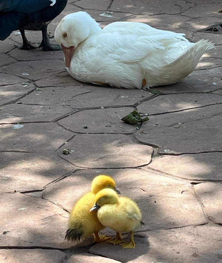 Imagen secundaria 2 - Los nuevos vecinos de La Alamedilla causan sensación: «¡Son adorables!»