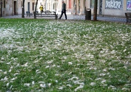 Una imagen de polen en la plaza de San Basilio.